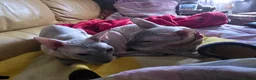 Sphynx cats for sale: Urgent home needed Two Beautiful Sphynx Girls  - Advert 3