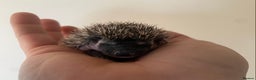 Pygmy Hedgehog rodents for sale: Stunning female hoglets for sale!  - Advert 23