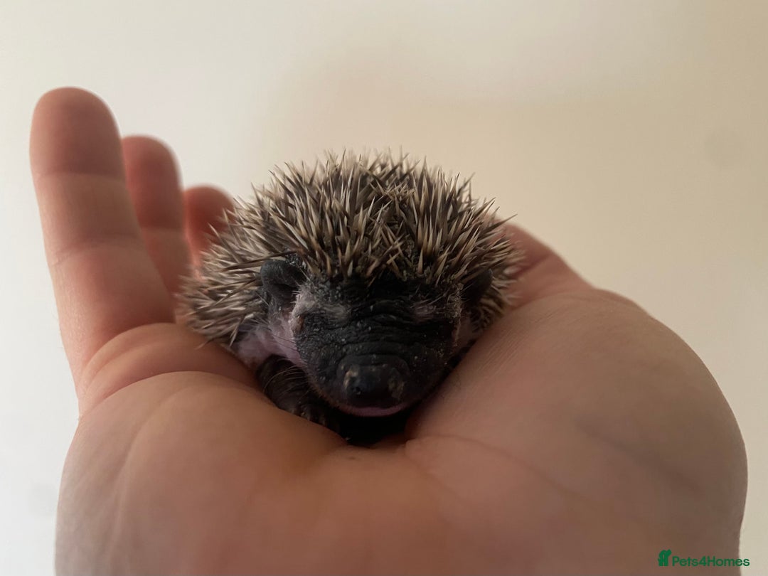 Pygmy Hedgehog rodents for sale: Stunning female hoglets for sale!  - Advert 23