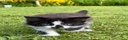 Mixed Breed cats for sale: black and white kittens looking for a forever home in Llanelli - Advert 1