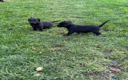 Labrador Retriever dogs for sale: Outstanding Litter of KC registered Labradors  - Image 5