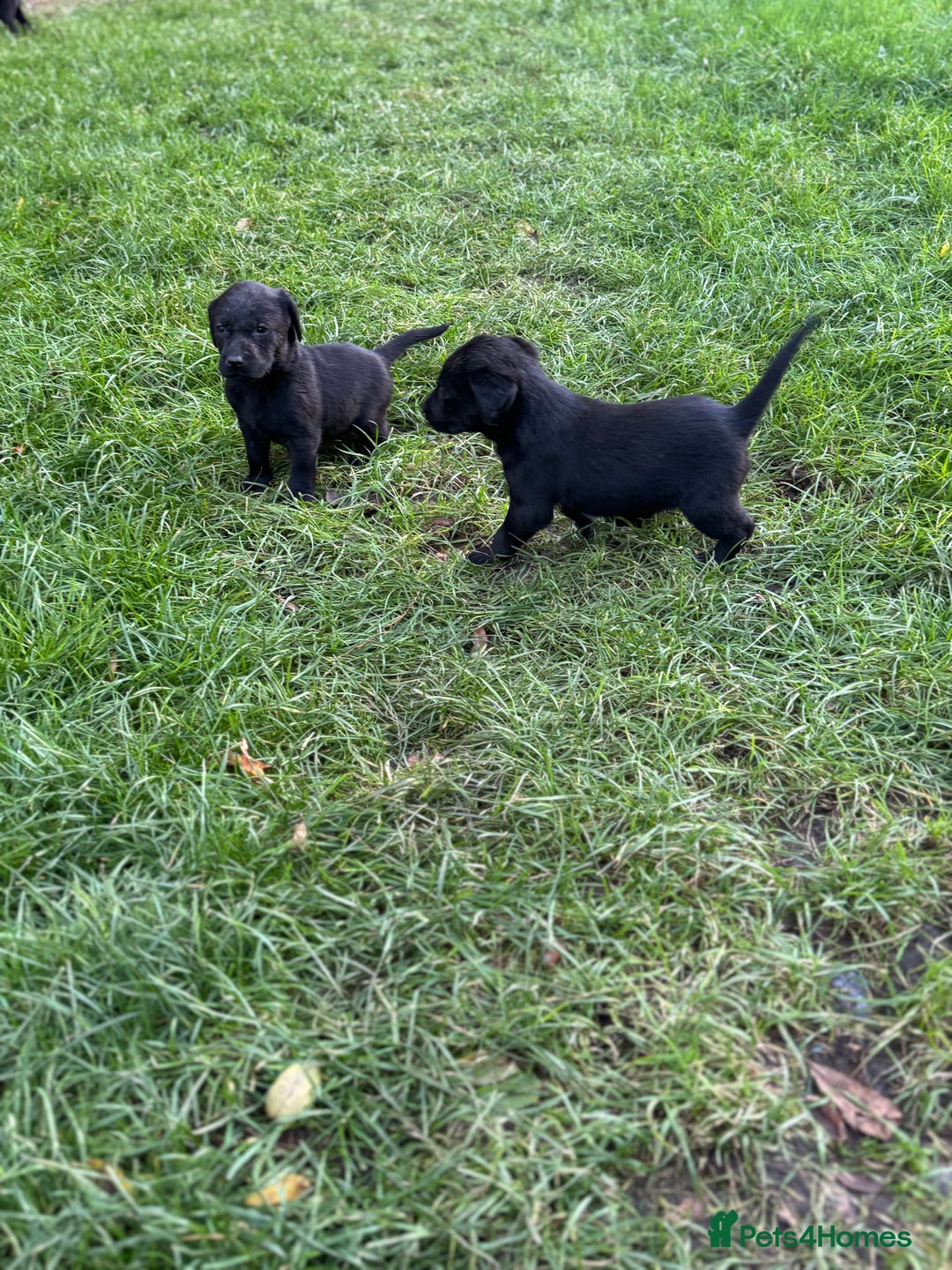 Labrador Retriever dogs for sale: Outstanding Litter of KC registered Labradors  - Image 5