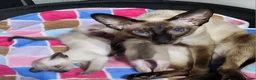 Siamese cats for sale: Adorable siamese kittens ready now - Advert 2