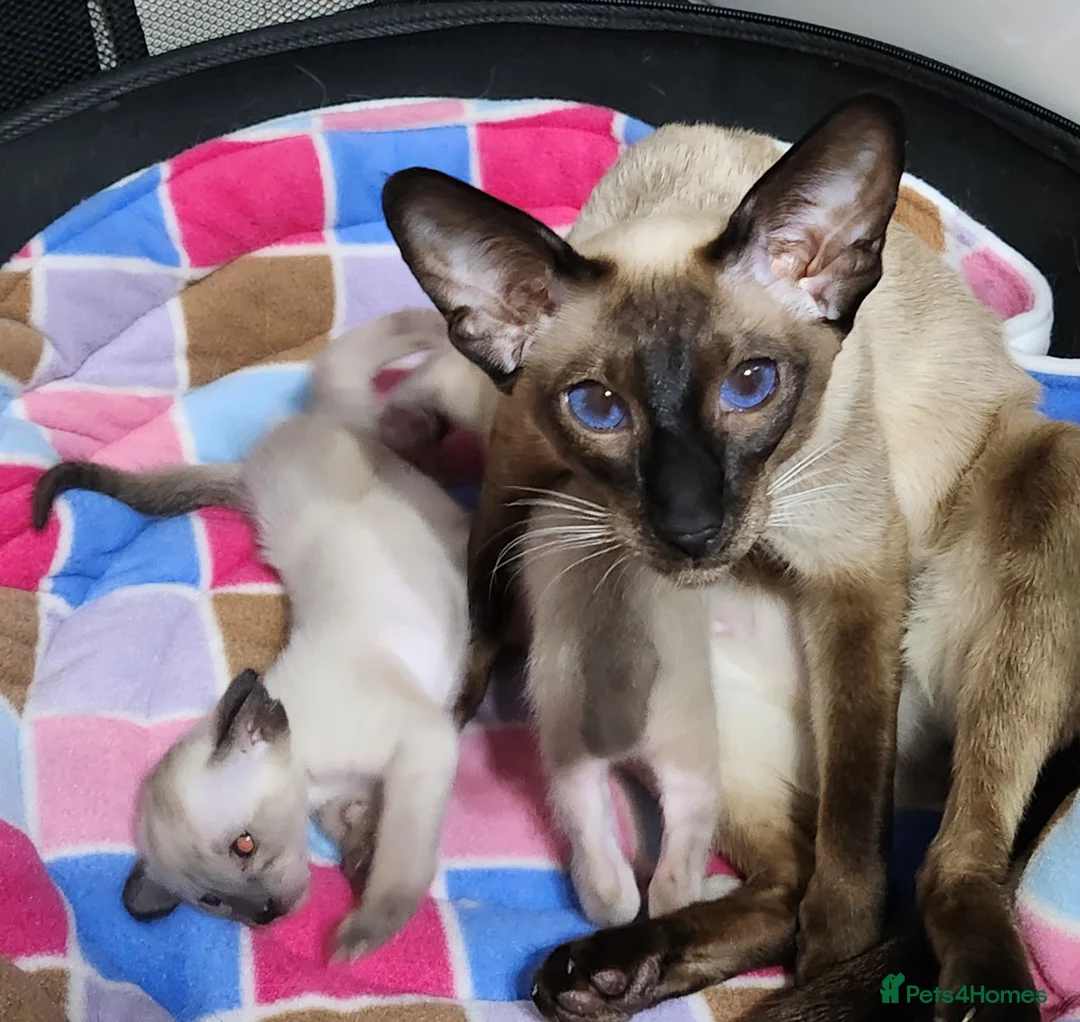 Siamese cats for sale: Adorable siamese kittens ready now - Advert 2
