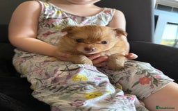 Pomeranian dogs for sale:  Adorable Pomeranian puppies  - Image 14