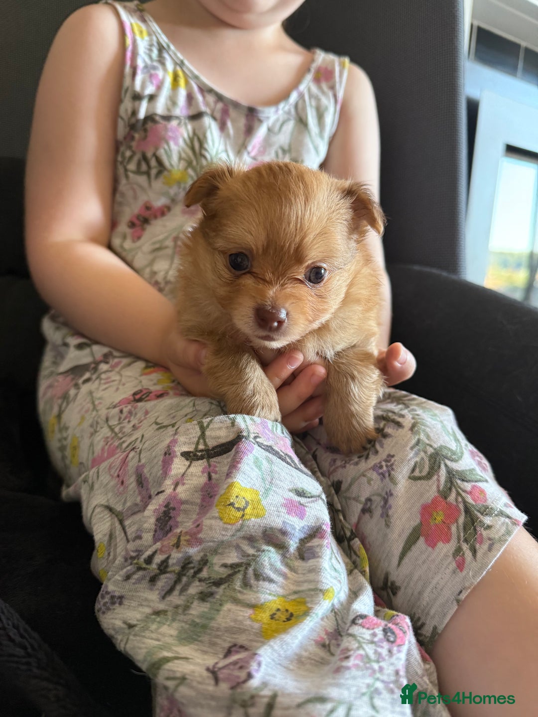 Pomeranian dogs for sale:  Adorable Pomeranian puppies  - Image 14