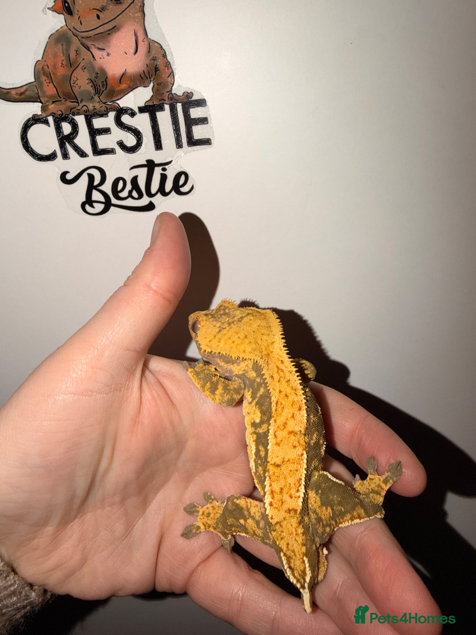 Gecko reptiles Stunning Male Crested Geckos  - Advert 4