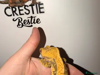 Gecko reptiles Stunning Male Crested Geckos - Advert 4