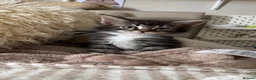 Maine Coon cats for sale: UPDATED - MAINE COON KITTENS. SOME POLYDACTYL  - Advert 11