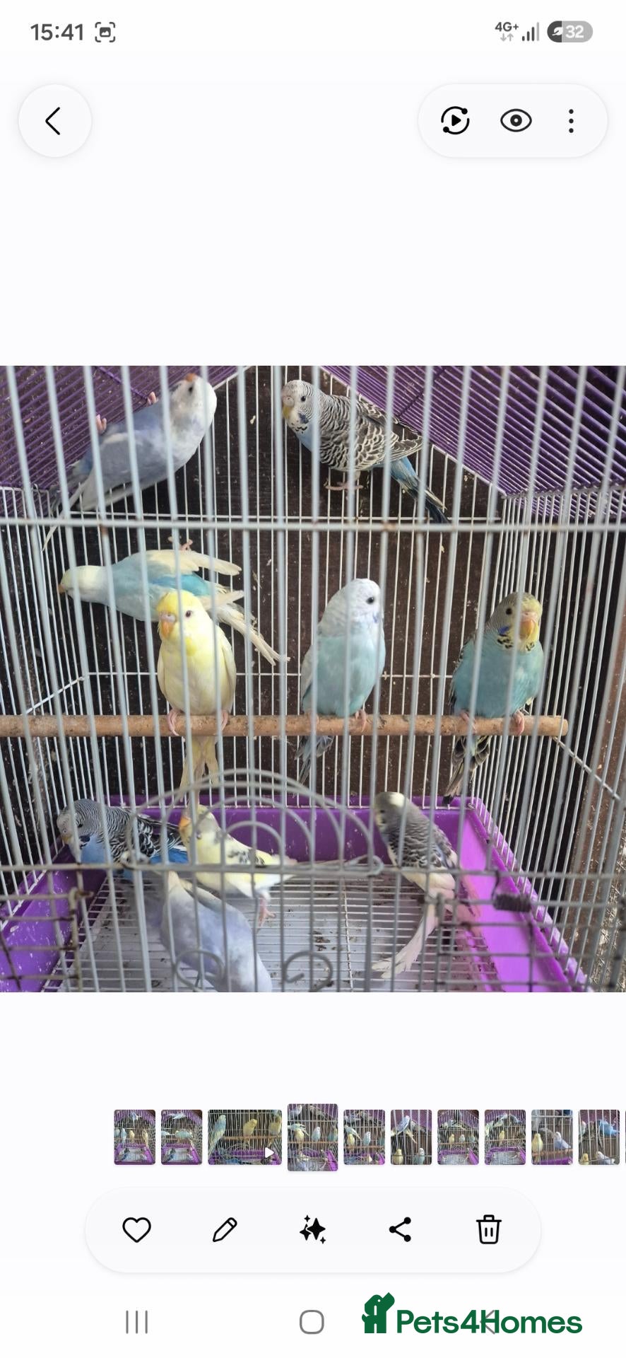 Budgerigars birds for sale: Budgies  - Advert 3