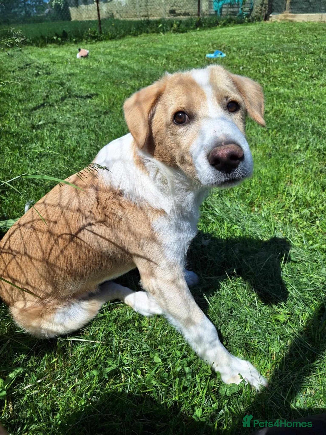 Mixed Breed dogs for adoption: 👑Rex👑 for adoption, coming into DONCASTER - Image 1