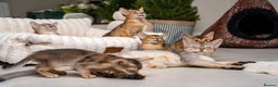Abyssinian cats for sale: 6 Amazing Abyssinians, Extra Lovlely Personality - Advert 32