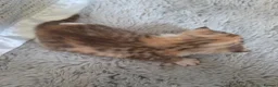 British Shorthair cats for sale: Very unusual British shorthair - Advert 12