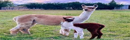 Alpaca livestock for sale: Very Special breeding  group of 7 stunning Alpaca in Llandovery - Advert 3
