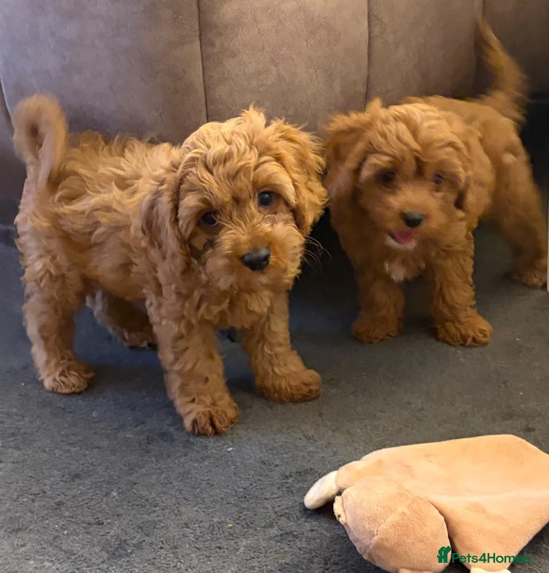 Cavapoo dogs for sale: Fox red cavapoo cuties  in Dartford - Advert 1