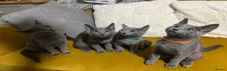 Russian Blue cats for sale: Gorgeous Championship Russian blue kittens  - Advert 3