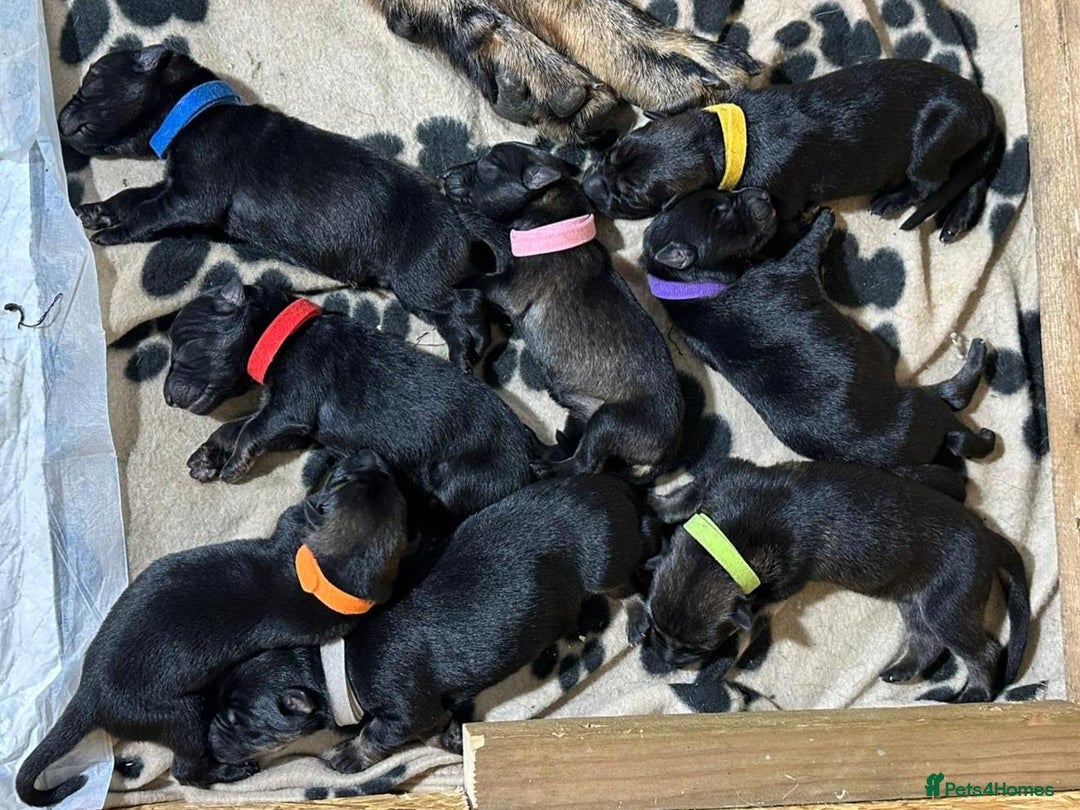 German Shepherd dogs for sale: German Shepherd's from DDR and Czech bloodlines.  - Image 7