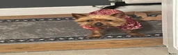 Yorkshire Terrier dogs for sale: Female Yorkshire terrier  - Advert 6