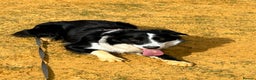 Border Collie dogs for stud: Beautiful Pedigree Stud Border Collie for breeding in Isleworth - Advert 7