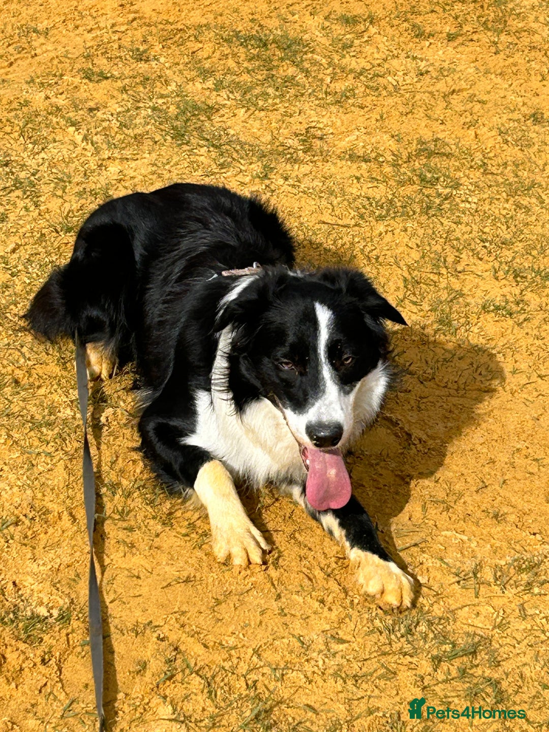 Border Collie dogs for stud: Beautiful Pedigree Stud Border Collie for breeding in Isleworth - Advert 7