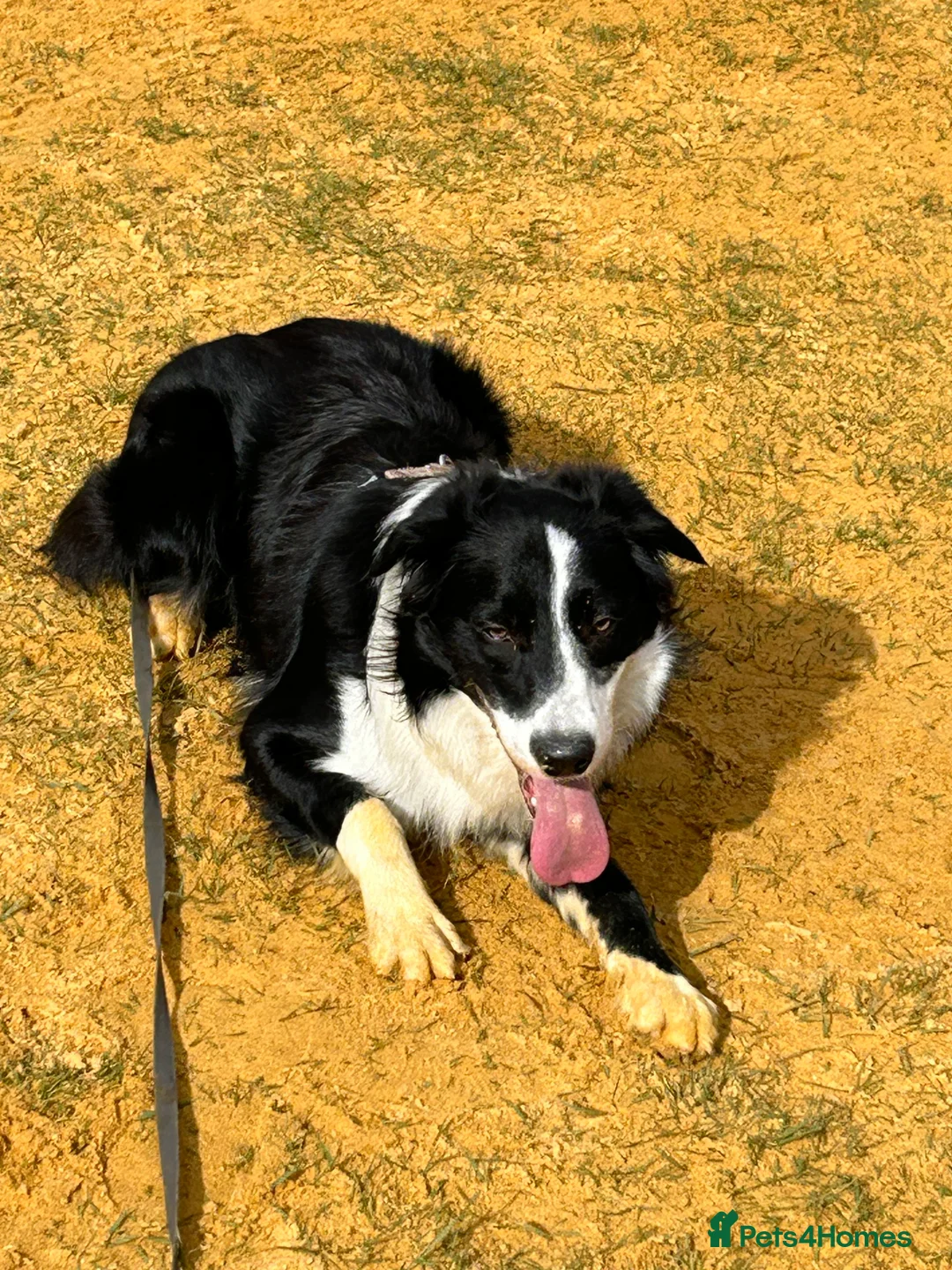 Border Collie dogs for stud: Beautiful Pedigree Stud Border Collie for breeding in Isleworth - Advert 7