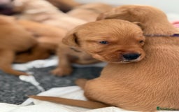 Labrador Retriever dogs for sale: Beautiful red fox KC registered labrador puppies  - Image 6