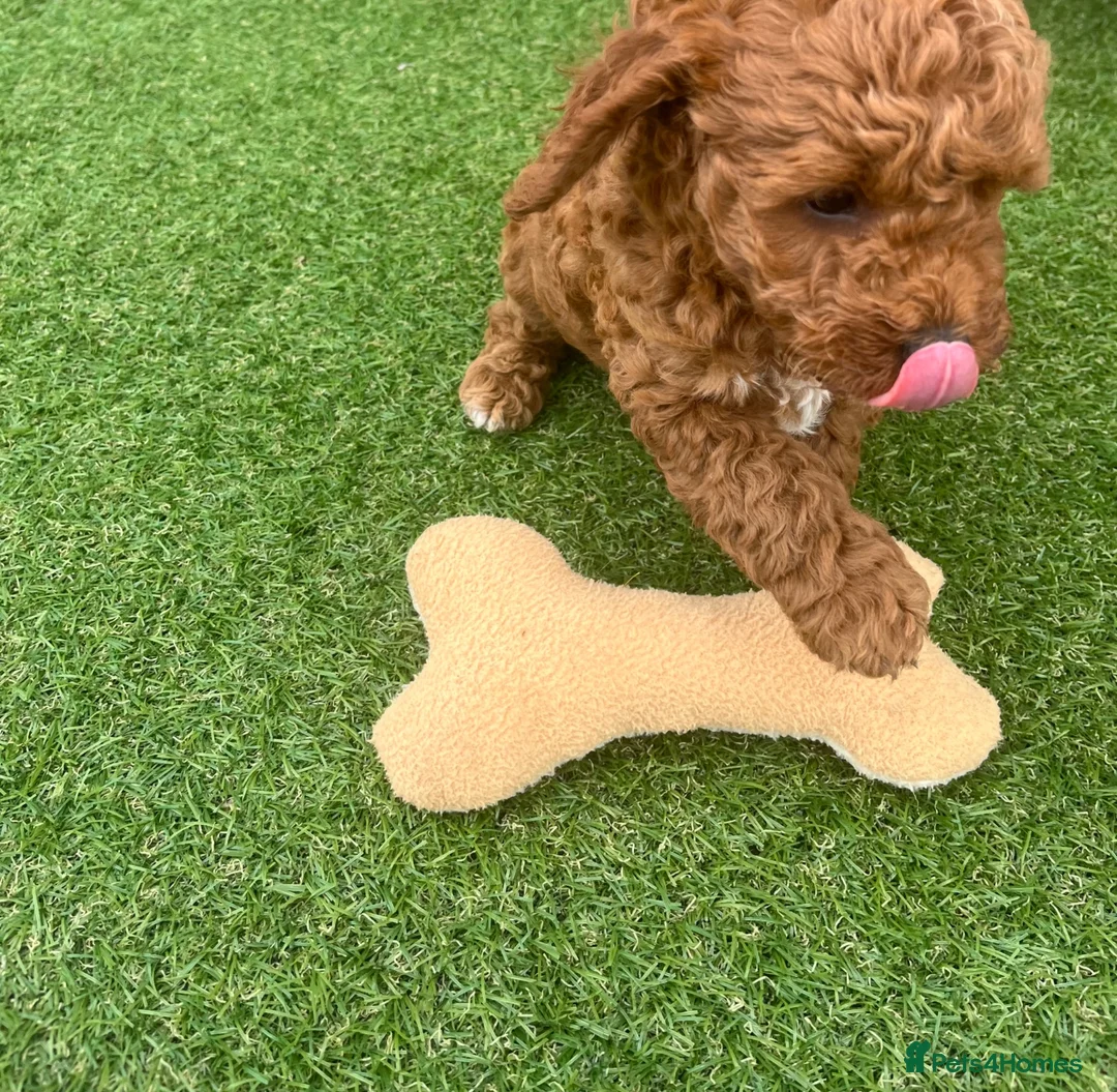 Cavapoo dogs for sale: F2 puppies  - Advert 2