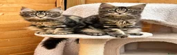 Maine Coon cats for sale: Outstanding pedigree kittens - Advert 4