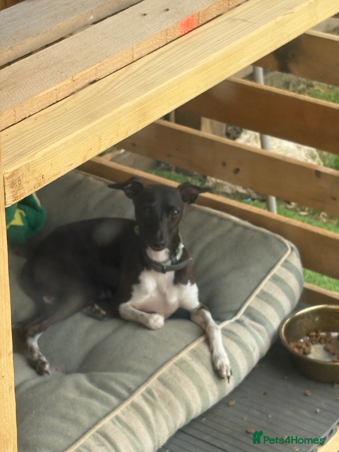 Italian Greyhound dogs for stud: Italian Greyhound (miniature) STUD PROVEN - Image 5