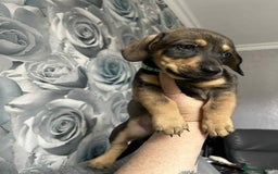 Mixed Breed dogs for sale: Husky x dashound  - Image 5