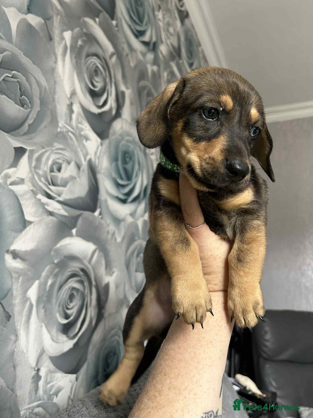 Mixed Breed dogs for sale: Husky x dashound  - Image 5