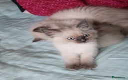 Ragdoll cats for sale: Ragdoll  - Image 10