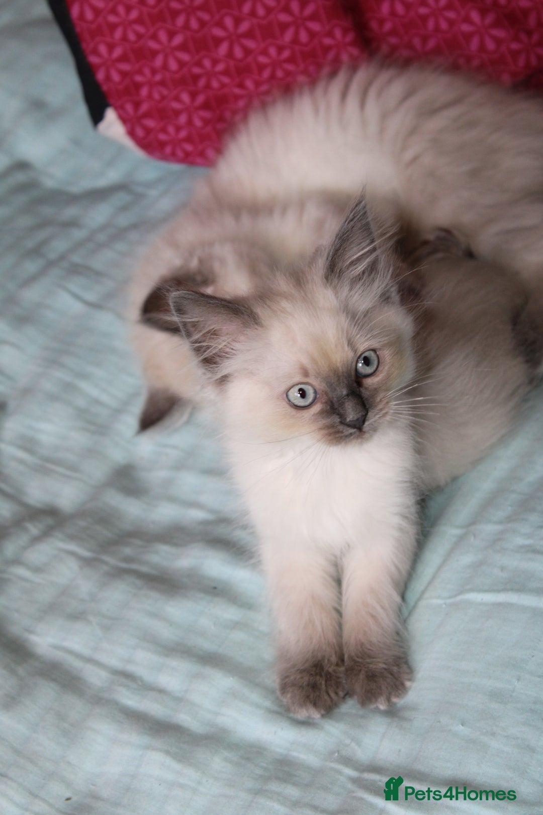 Ragdoll cats for sale: Ragdoll  - Image 10