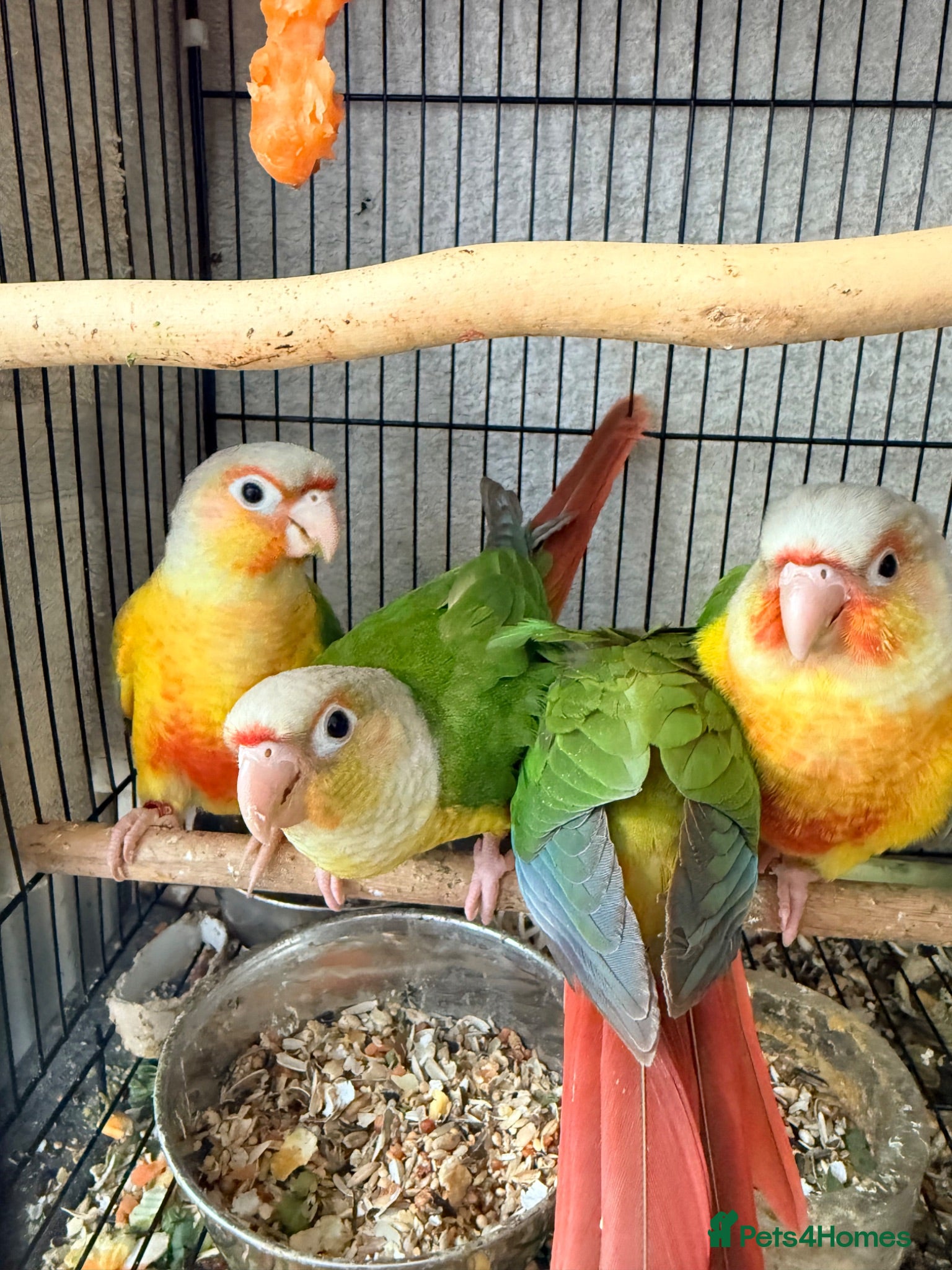Conures birds   Pineapple Conures, Closed Rung, DNA - Advert 2