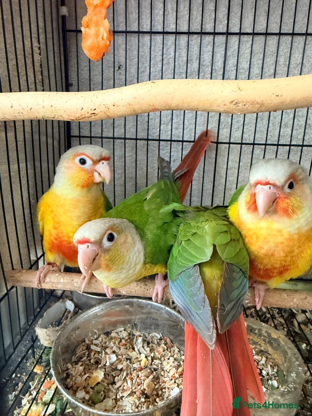 Conures birds for sale:   Pineapple Conures, Closed Rung, DNA - Advert 2