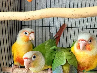 Conures birds Pineapple Conures, Closed Rung, DNA - Advert 2