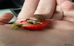 Snails invertebrates for sale: Albino Giant African Land Snails - Image 1