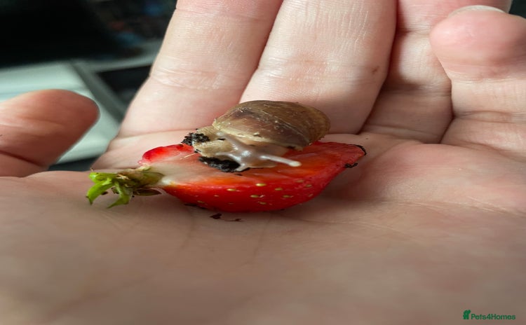 Snails invertebrates - Advert 2