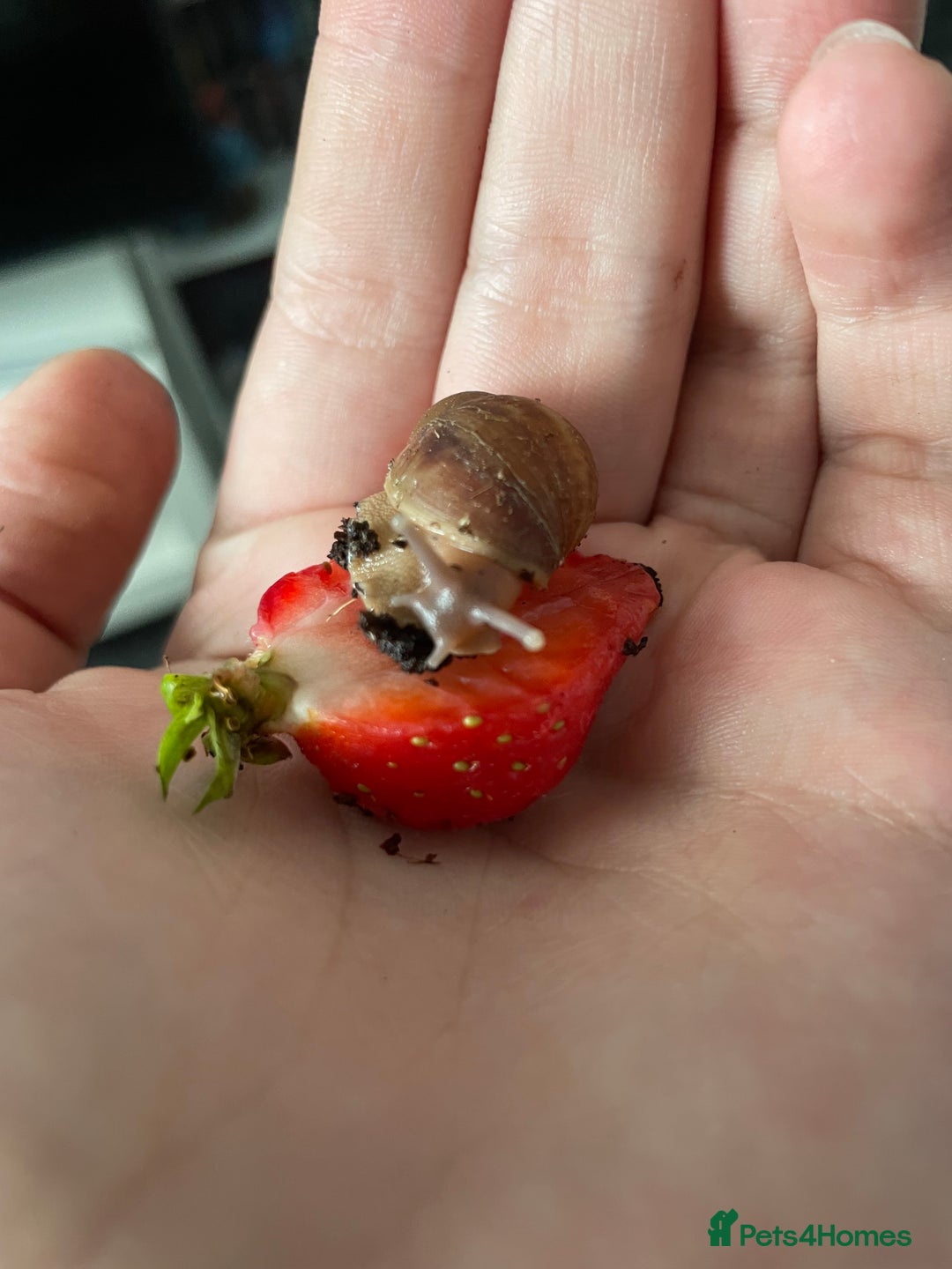 Snails invertebrates for sale: Albino Giant African Land Snails - Image 1