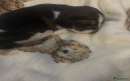 Beagle dogs for sale: Beagle  - Image 6