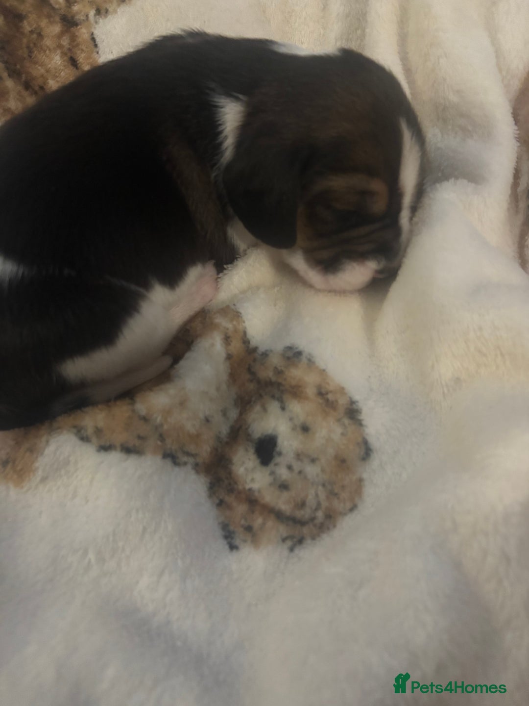 Beagle dogs for sale: Beagle  - Image 6