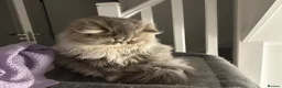 Persian cats for sale: Beautiful Silver Shaded Persian Female - Advert 7