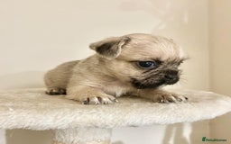 Mixed Breed dogs for sale: 3 gorgeous pups ready now - Image 9
