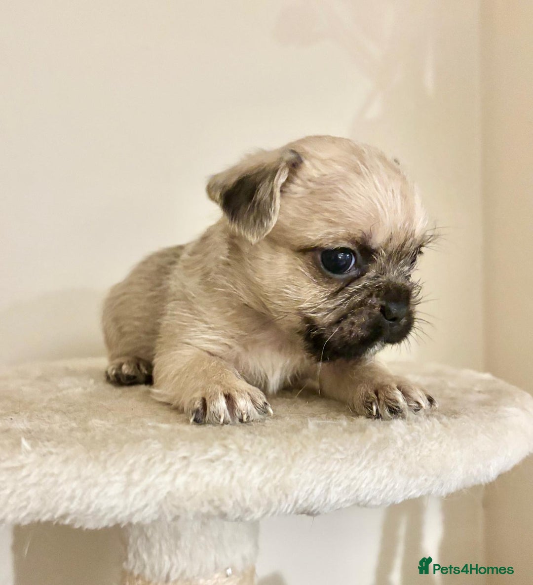 Mixed Breed dogs for sale: 3 gorgeous pups ready now - Image 9