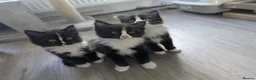 Ragdoll cats for sale: Ragdoll kittens - Advert 12