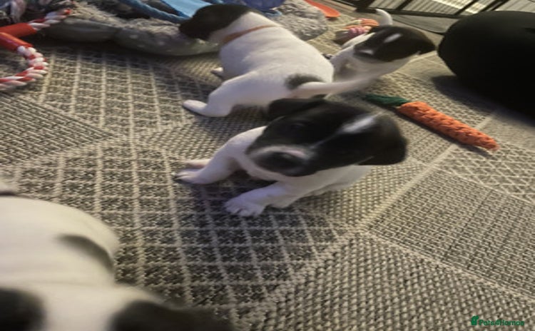 Jack Russell dogs - Advert 3