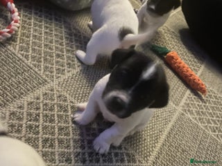 Jack Russell dogs - Advert 25