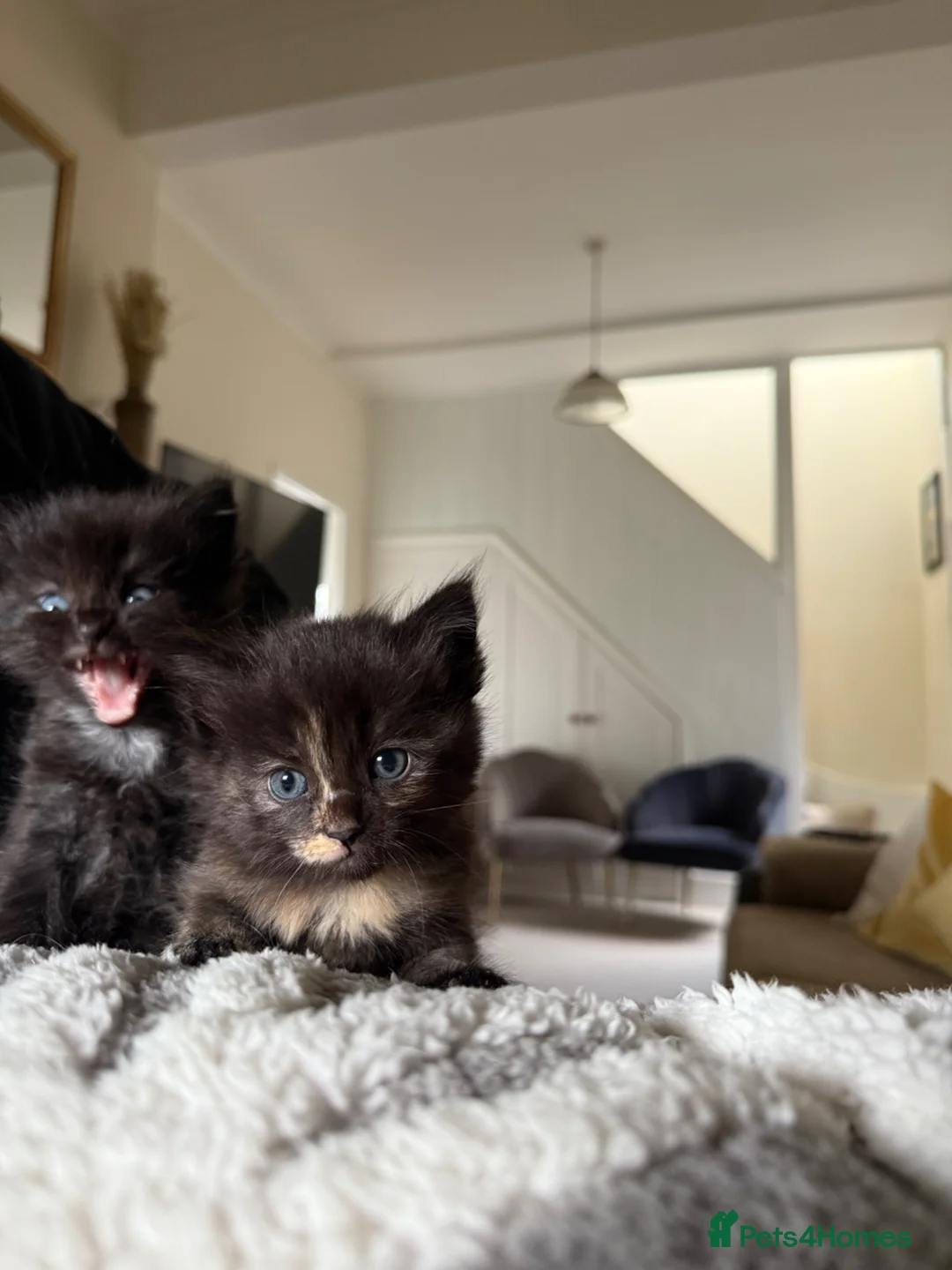 Mixed Breed cats for sale: The fluffiest black kittens with bright blue eyes - Advert 2