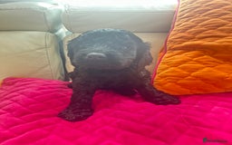 Cavapoo dogs for sale: Black and solid Red Cavapoo therapy pups for sale  - Image 17