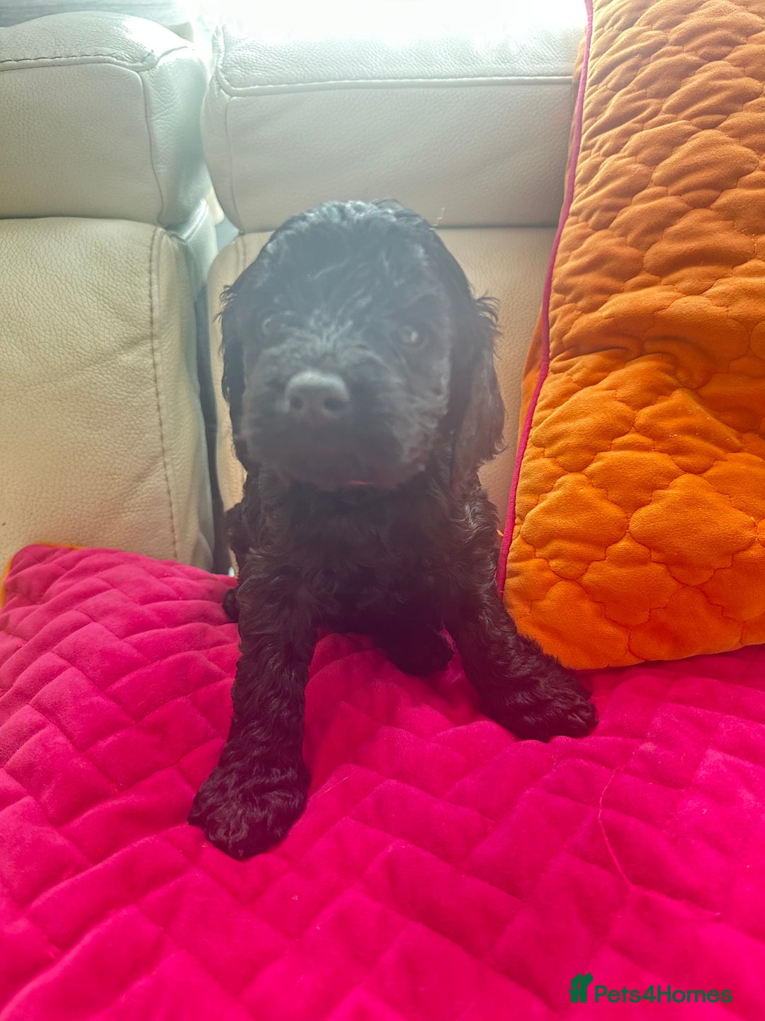 Cavapoo dogs for sale: Black and solid Red Cavapoo therapy pups for sale  - Image 17
